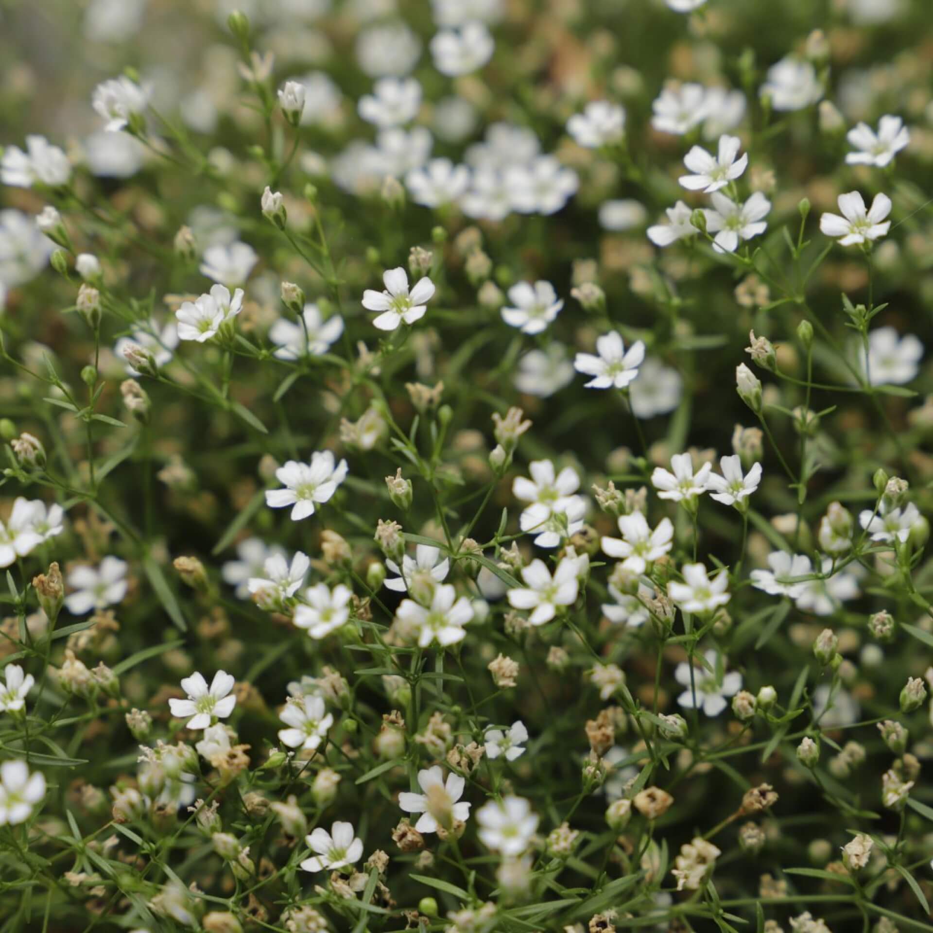 Mauer-Gipskraut (Gypsophila muralis)