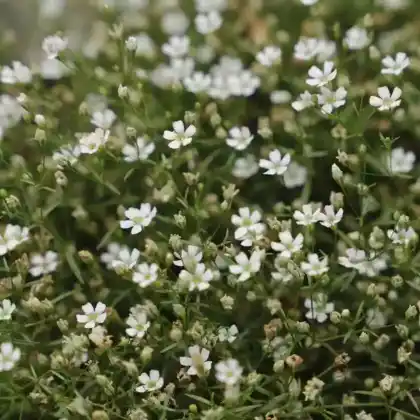 Foto von Mauer-Gipskraut (Gypsophila muralis)