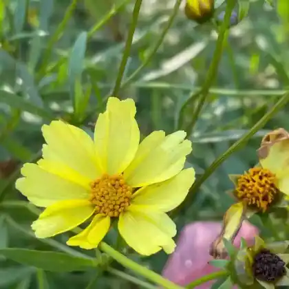 Foto von Mädchenauge 'Full Moon' (Coreopsis grandiflora 'Full Moon')