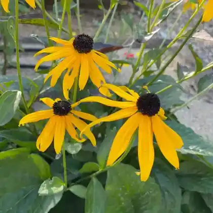 Foto von Großer Sonnenhut (Rudbeckia maxima)