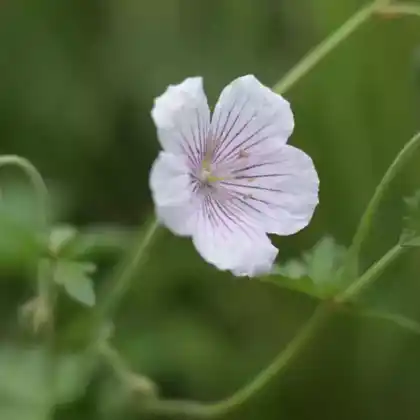 Foto von Storchschnabel 'Derrick Cook' (Geranium himalayense 'Derrick Cook')