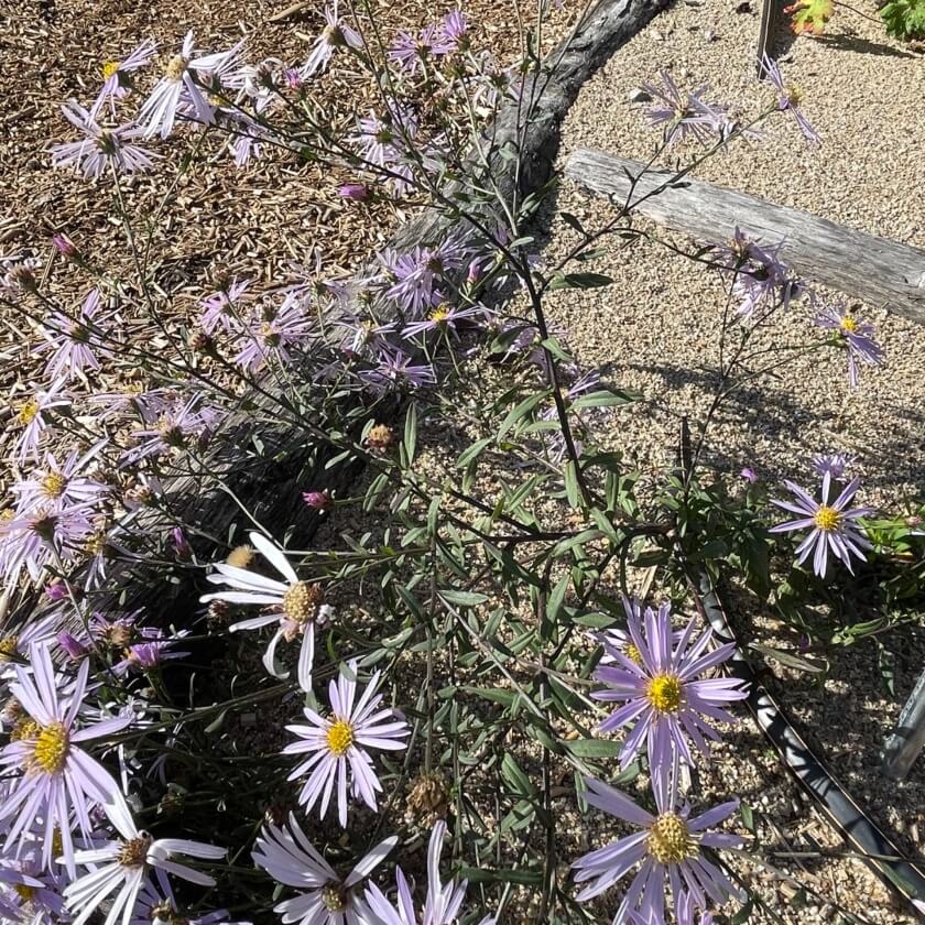 PyrenäenAster 'Lutetia' / Aster pyrenaeus 'Lutetia'