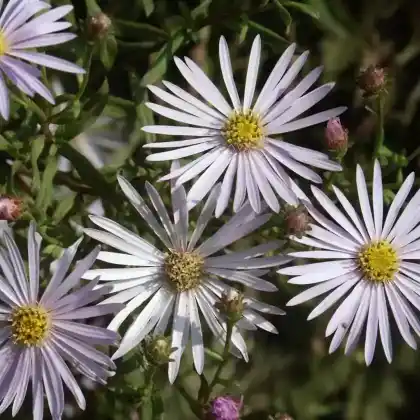 Foto von Pyrenäen-Aster 'Lutetia' (Aster pyrenaeus 'Lutetia')