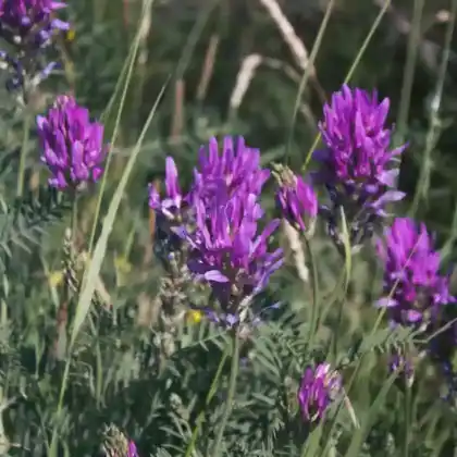 Foto von Esparsetten-Tragant (Astragalus onobrychis)