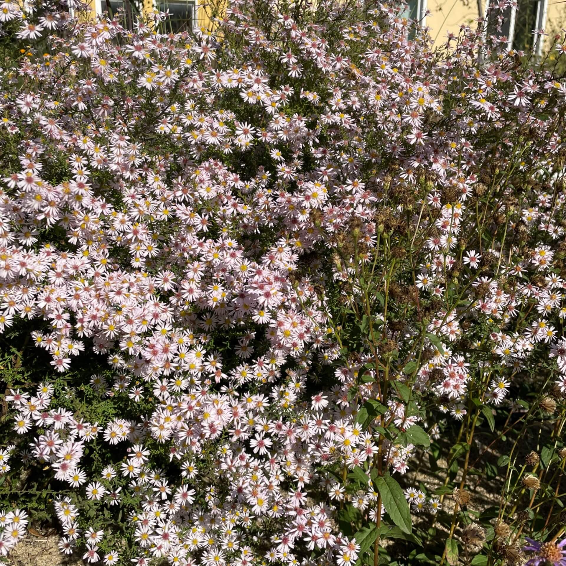 Garten-Myrten-Aster 'Pink Cloud' (Aster ericoides 'Pink Cloud')