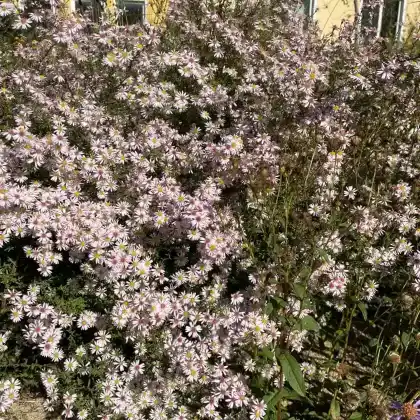 Foto von Garten-Myrten-Aster 'Pink Cloud' (Aster ericoides 'Pink Cloud')