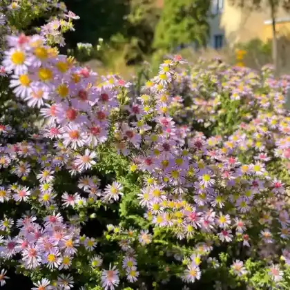 Foto von Garten-Myrten-Aster 'Lovely' (Aster ericoides 'Lovely')