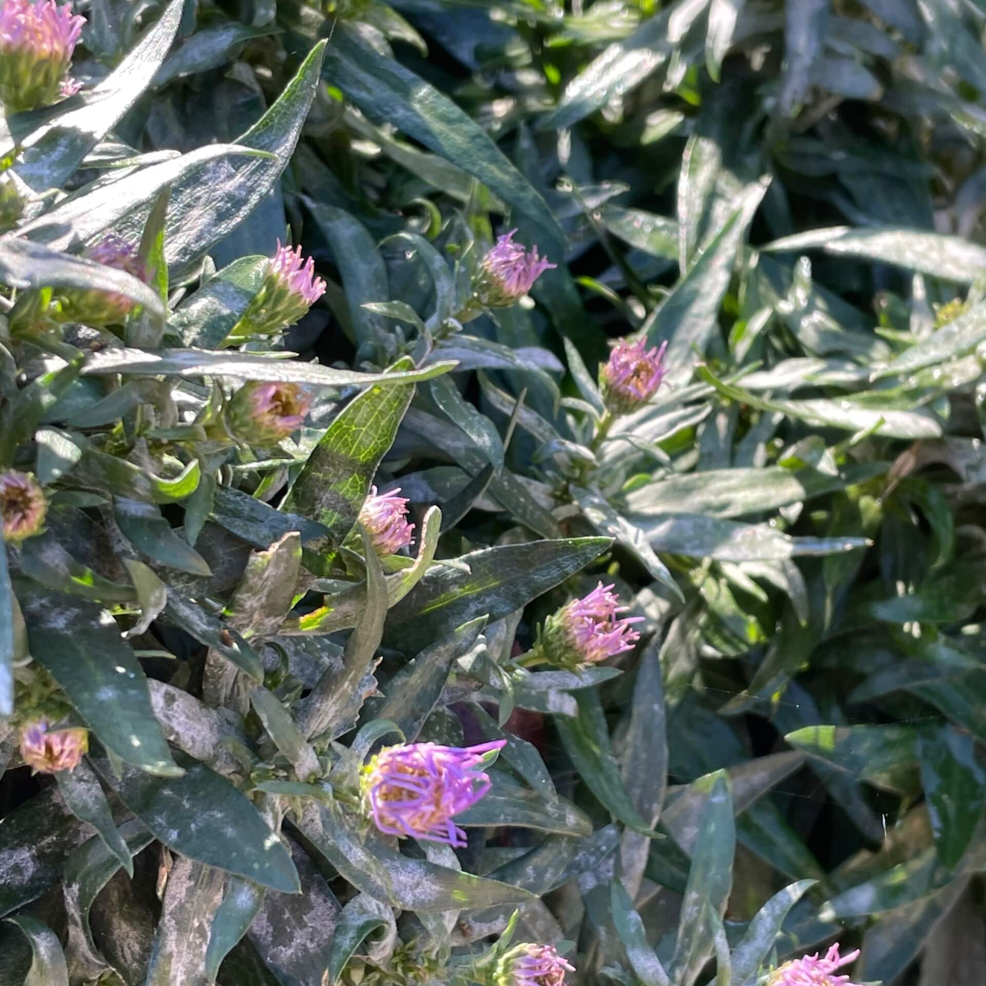 Kissen-Aster 'Blauer Gletscher' (Aster dumosus 'Blauer Gletscher')