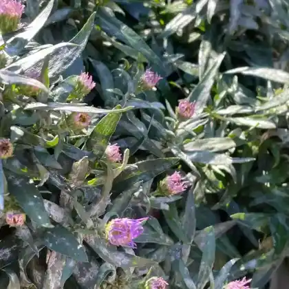 Foto von Kissen-Aster 'Blauer Gletscher' (Aster dumosus 'Blauer Gletscher')