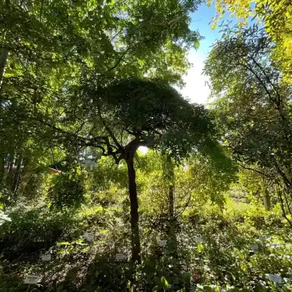 Foto von Hängender Schnurbaum 'Pendula'  (Styphnolobium japonicum 'Pendula')