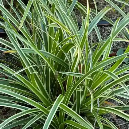 Foto von Teppich-Japan-Segge 'Icedance' (Carex foliosissima 'Icedance')