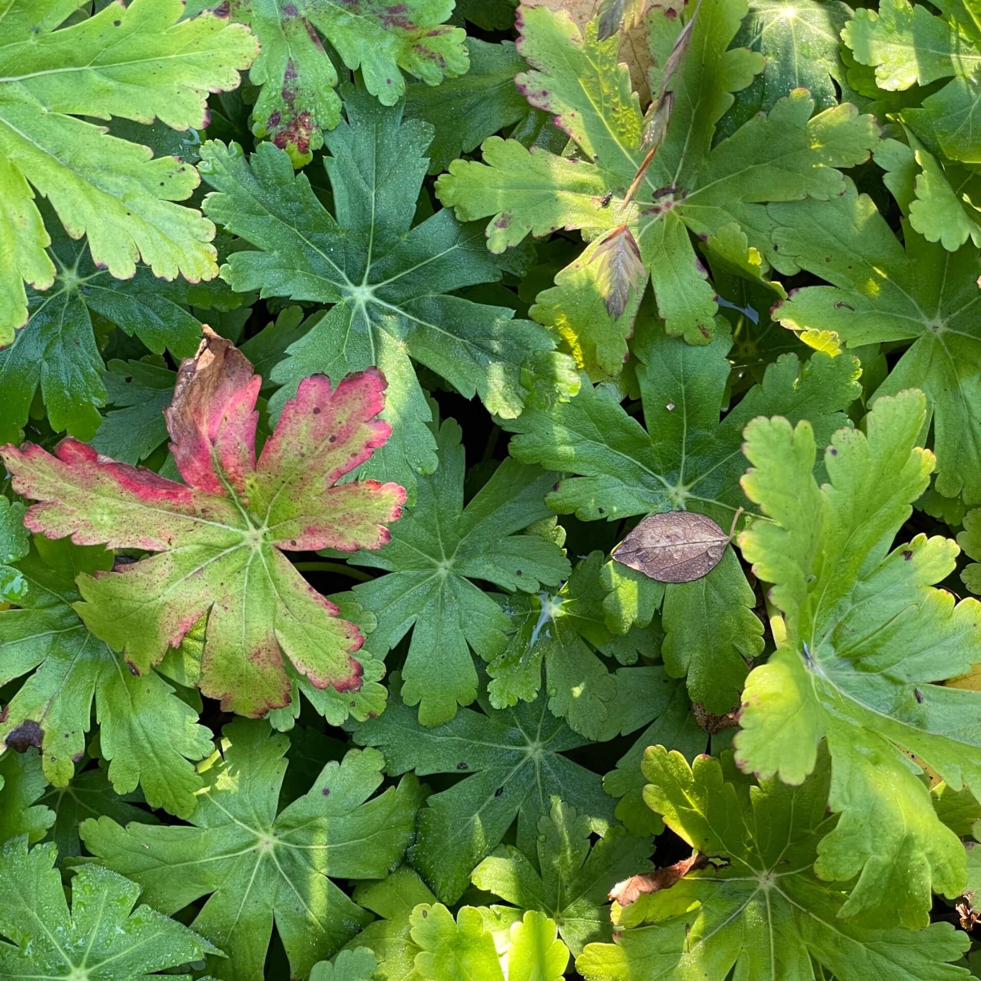 Balkan-Storchschnabel ‘Variegatum’ (Geranium macrorrhizum ‘Variegatum’)