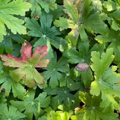 Foto von Balkan-Storchschnabel ‘Variegatum’ (Geranium macrorrhizum ‘Variegatum’)