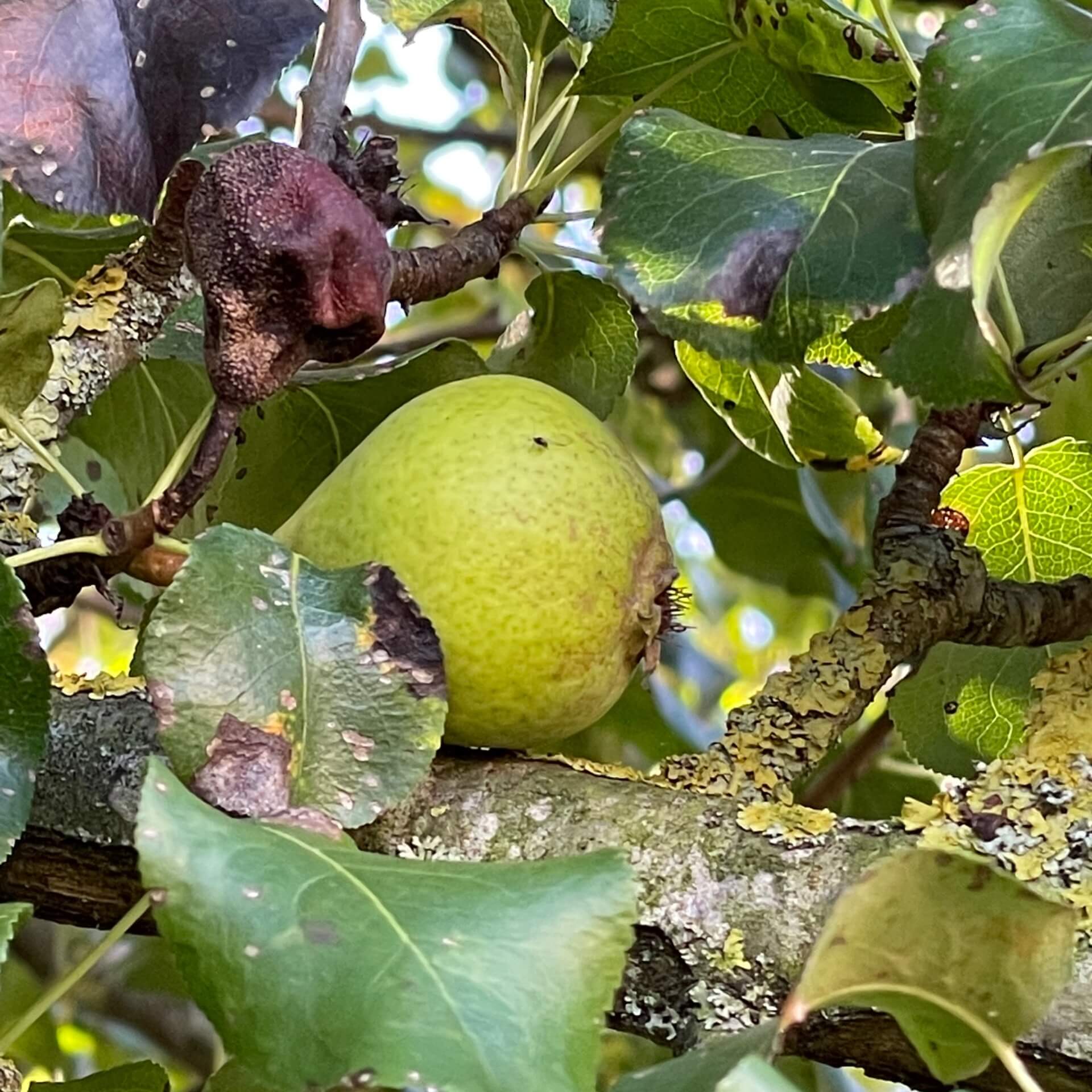 Turkestanische Birne (Pyrus regelii)