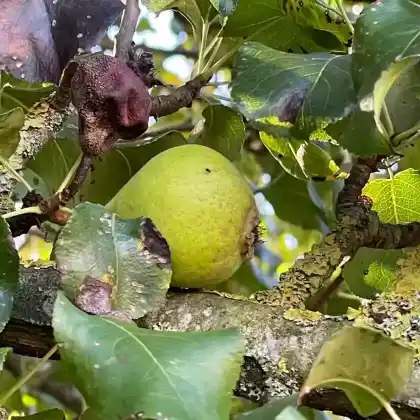 Foto von Turkestanische Birne (Pyrus regelii)