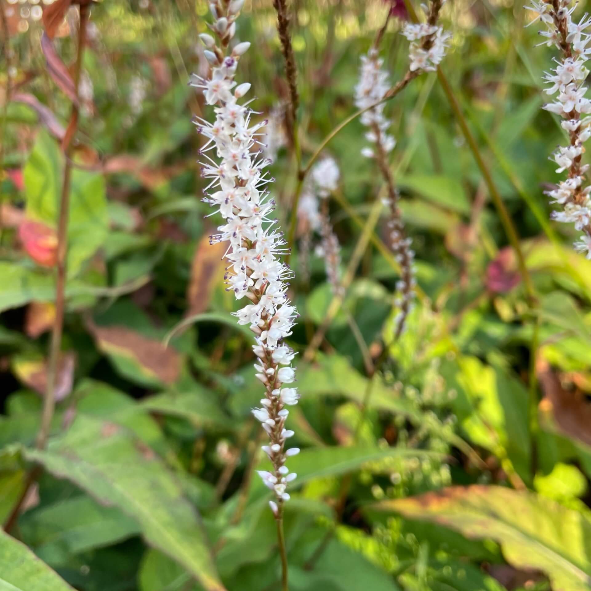 Weißer Kerzenknöterich 'Alba' (Bistorta amplexicaulis 'Alba')