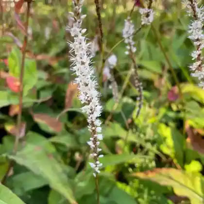 Foto von Weißer Kerzenknöterich 'Alba' (Bistorta amplexicaulis 'Alba')