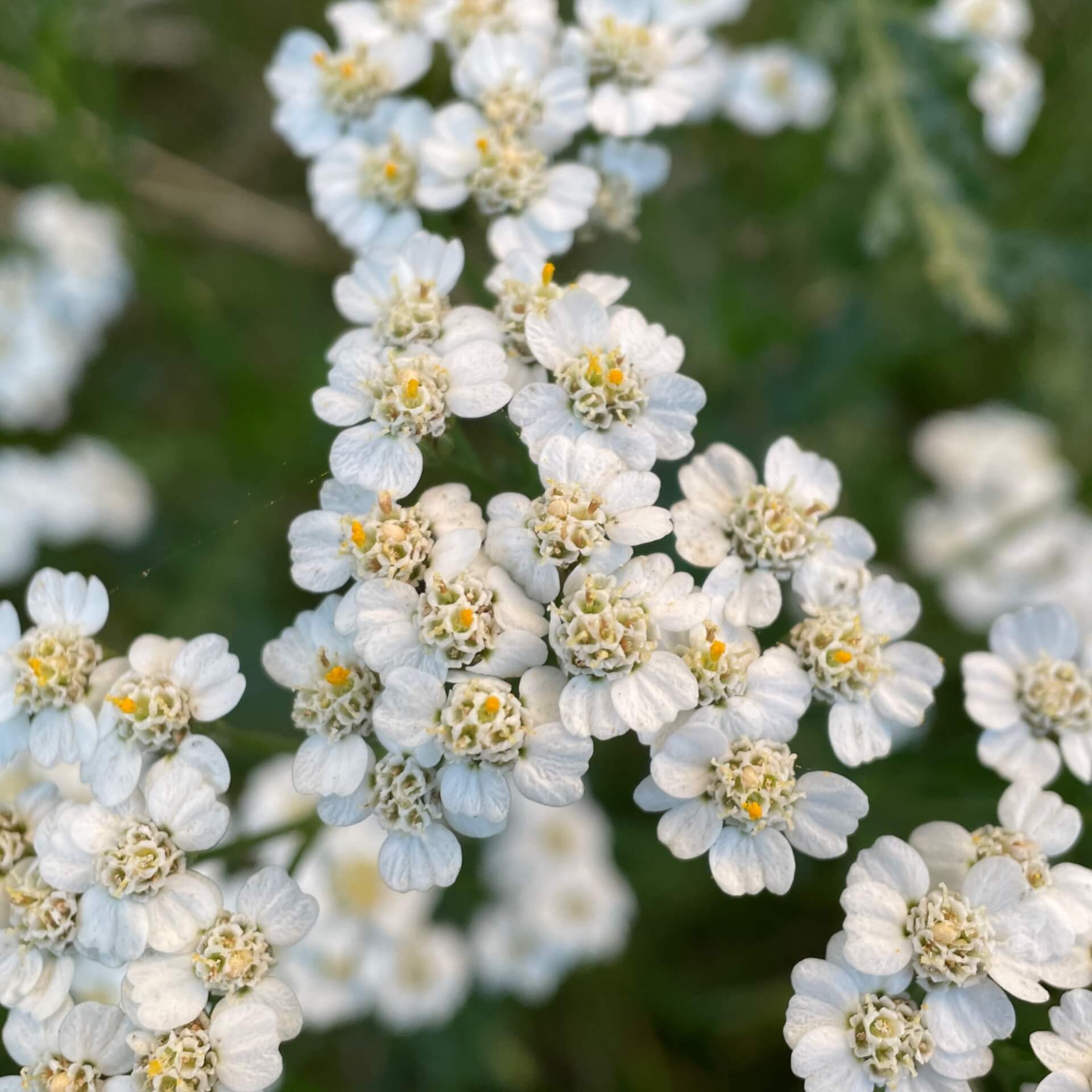 Gewöhnliche Wiesenschafgarbe (Achillea millefolium)