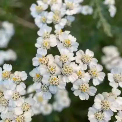 Foto von Gewöhnliche Wiesenschafgarbe (Achillea millefolium)