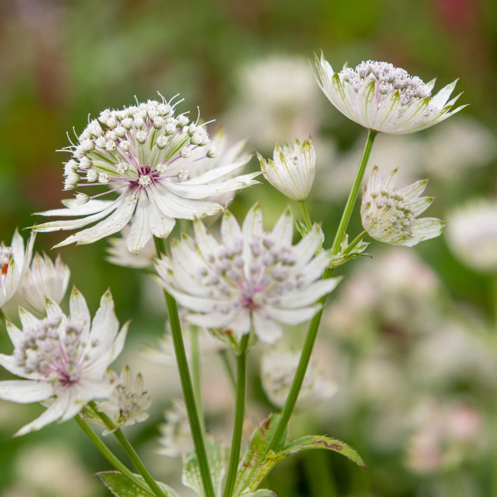 Große Sterndolde (Astrantia major)