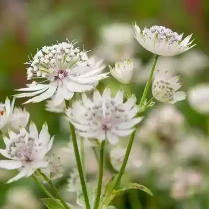 Foto von Große Sterndolde (Astrantia major)