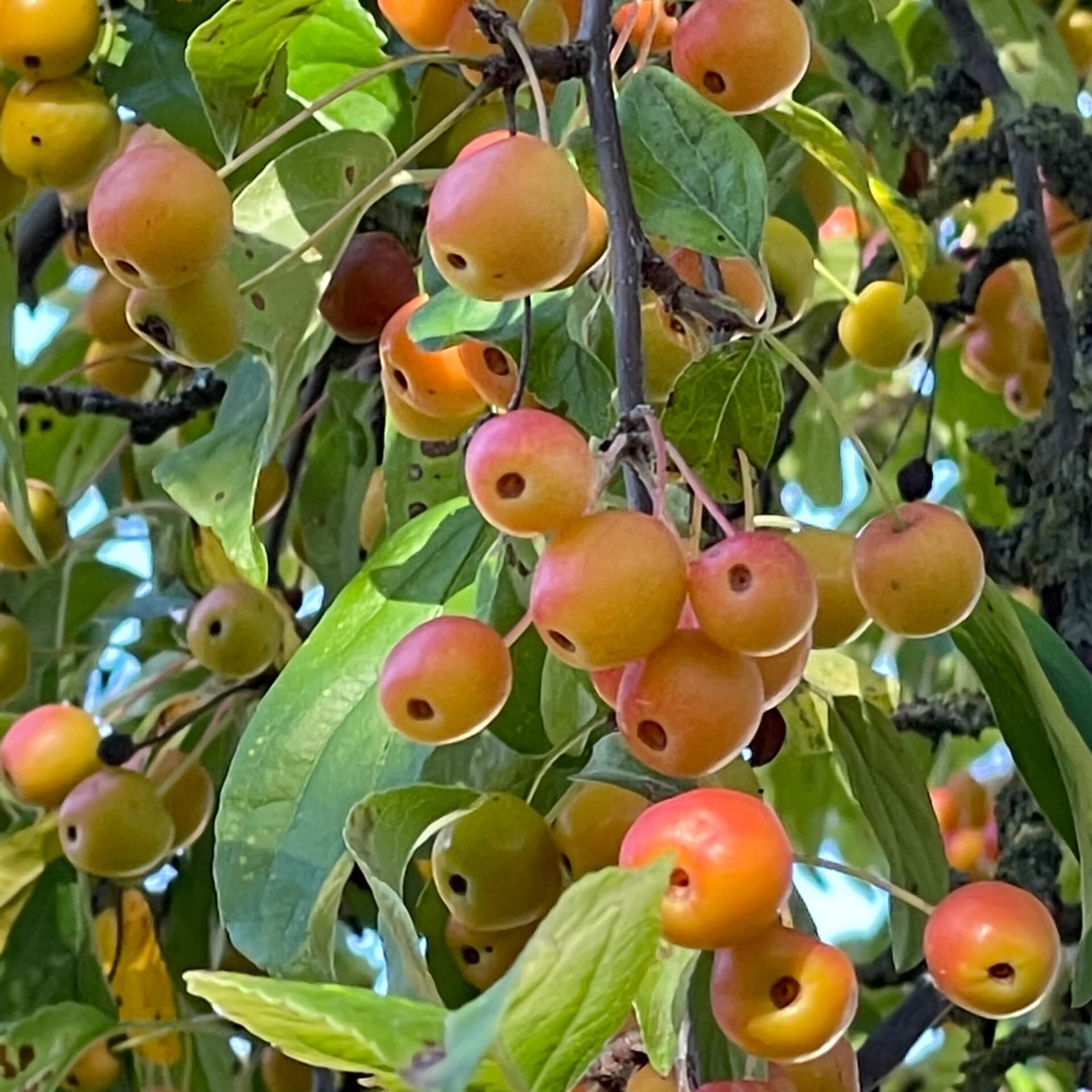 Zierapfel 'Professor Sprenger' (Malus zumi 'Professor Sprenger')