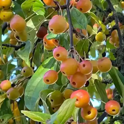 Foto von Zierapfel 'Professor Sprenger' (Malus zumi 'Professor Sprenger')