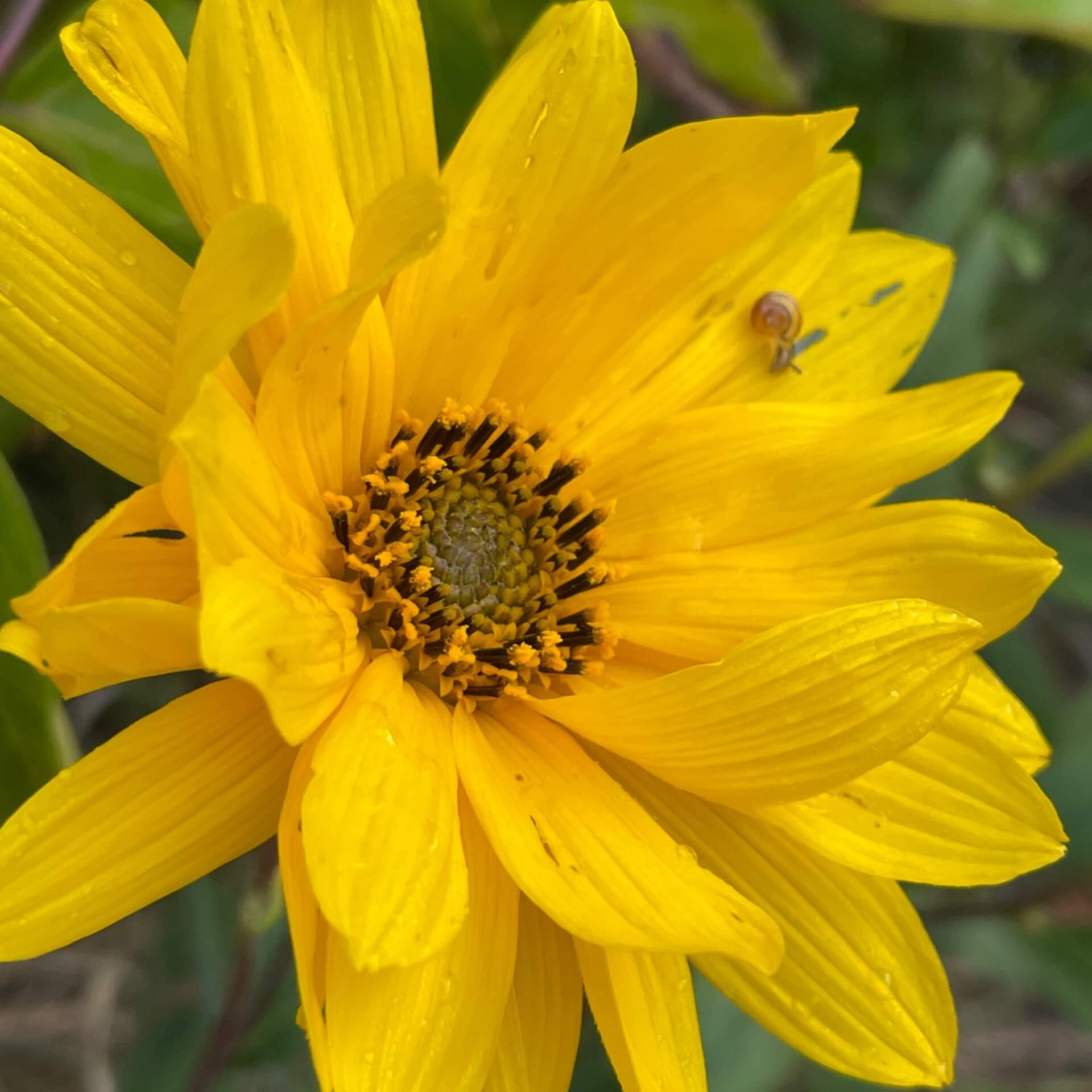 Steifaufrechte Sonnenblume (Helianthus pauciflorus)