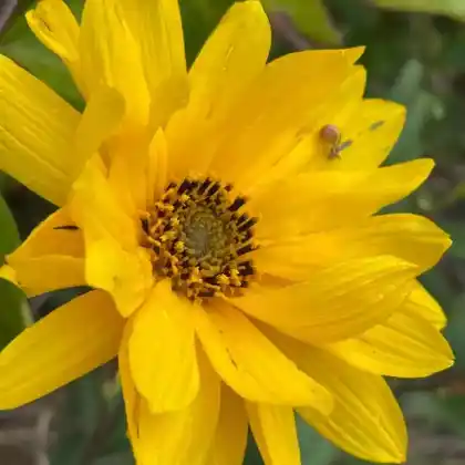 Foto von Steifaufrechte Sonnenblume (Helianthus pauciflorus)