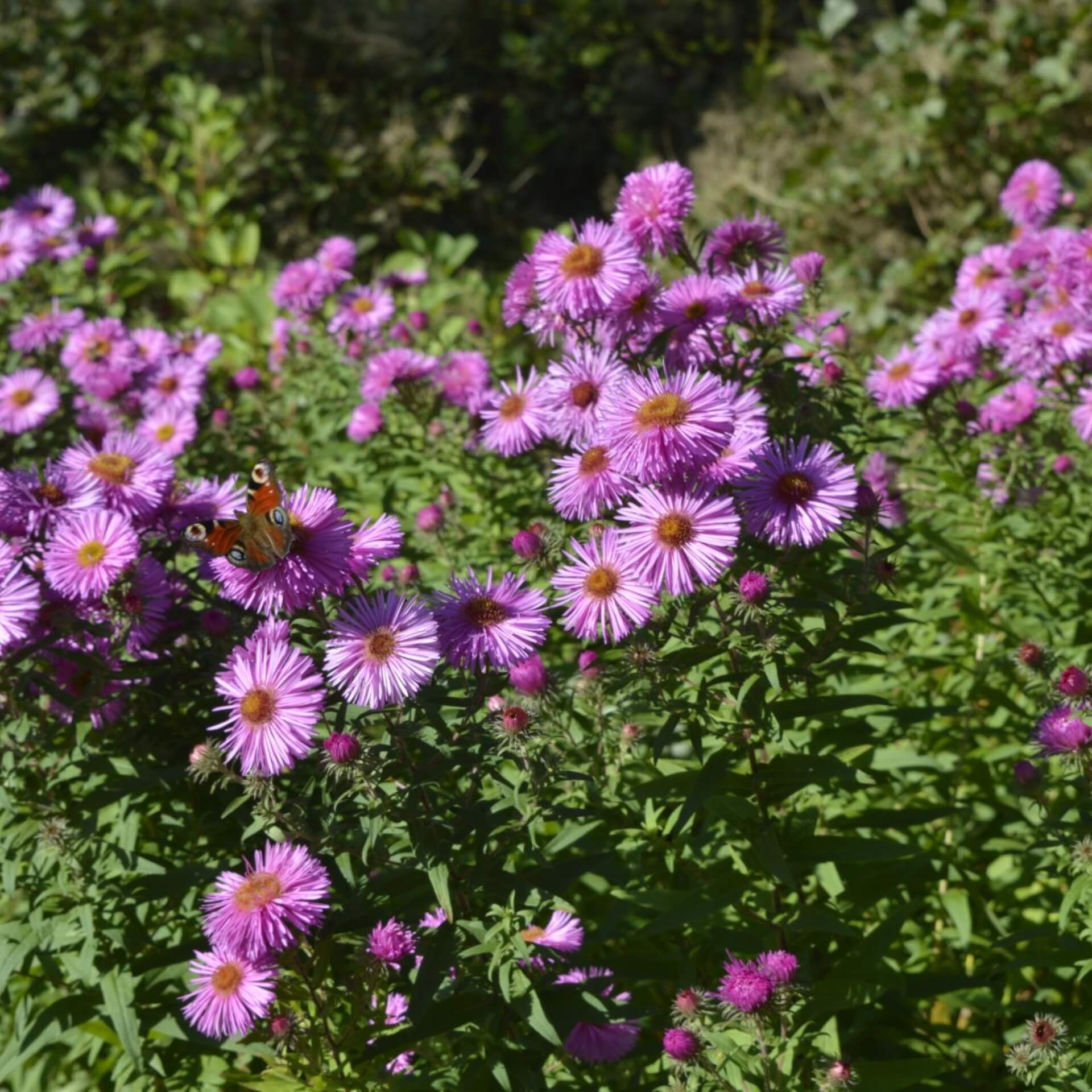 Pringleis-Aster 'Pink Star' (Aster pringlei 'Pink Star')