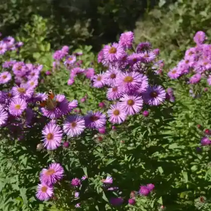 Foto von Pringleis-Aster 'Pink Star' (Aster pringlei 'Pink Star')