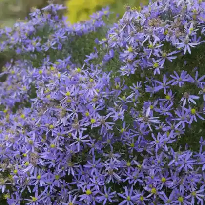 Foto von Niedrige Aster 'Nanus' (Aster sedifolius 'Nanus')