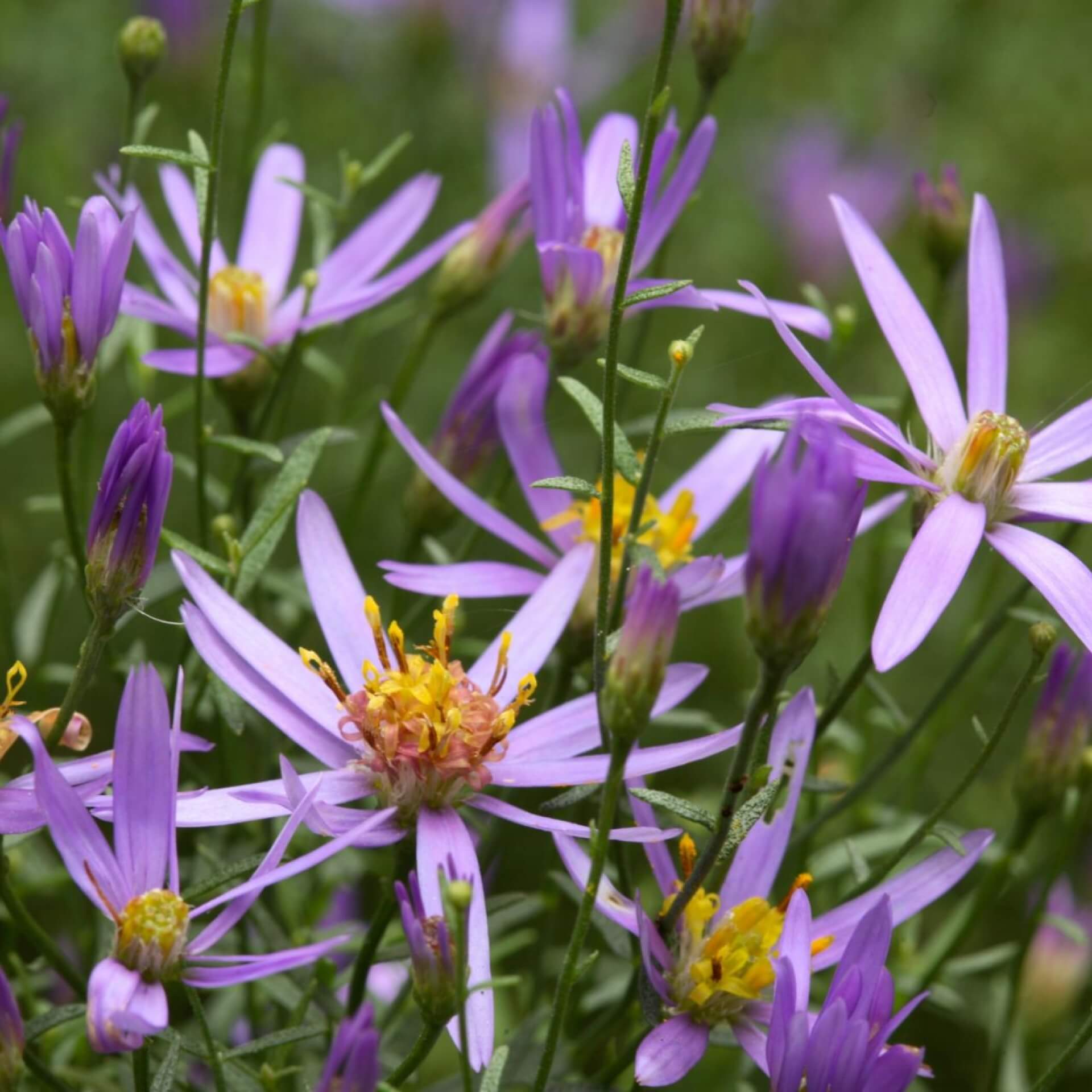 Ödland-Aster (Aster sedifolius)