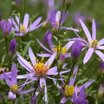 Foto von Ödland-Aster (Aster sedifolius)
