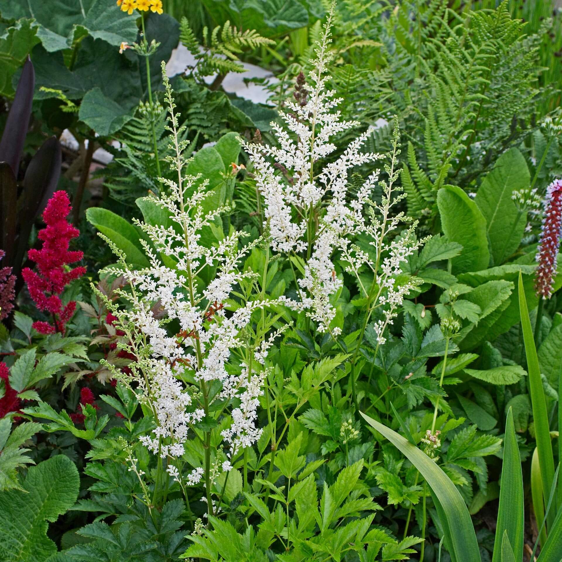 Chinesische Prachtspiere 'Vision in White' (Astilbe chinensis 'Vision in White')