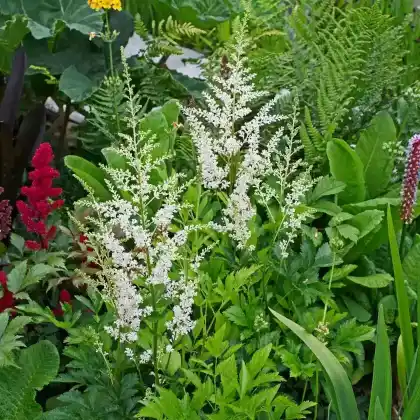 Foto von Chinesische Prachtspiere 'Vision in White' (Astilbe chinensis 'Vision in White')
