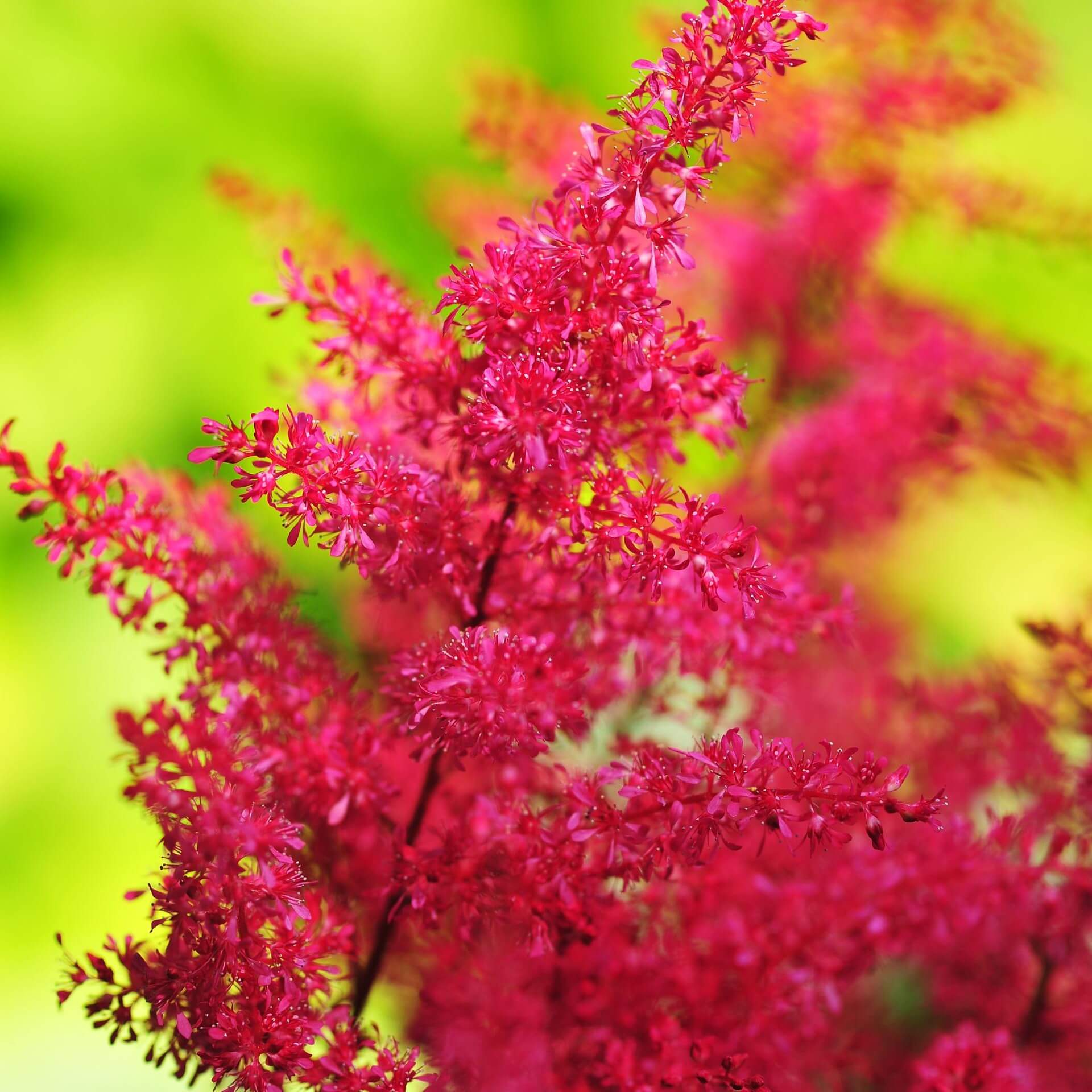 Japanische Prachtspiere 'Europa' (Astilbe japonica 'Europa')