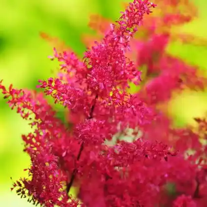 Foto von Japanische Prachtspiere 'Europa' (Astilbe japonica 'Europa')