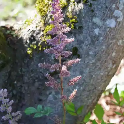 Foto von Japanische Prachtspiere 'Rheinland' (Astilbe japonica 'Rheinland')