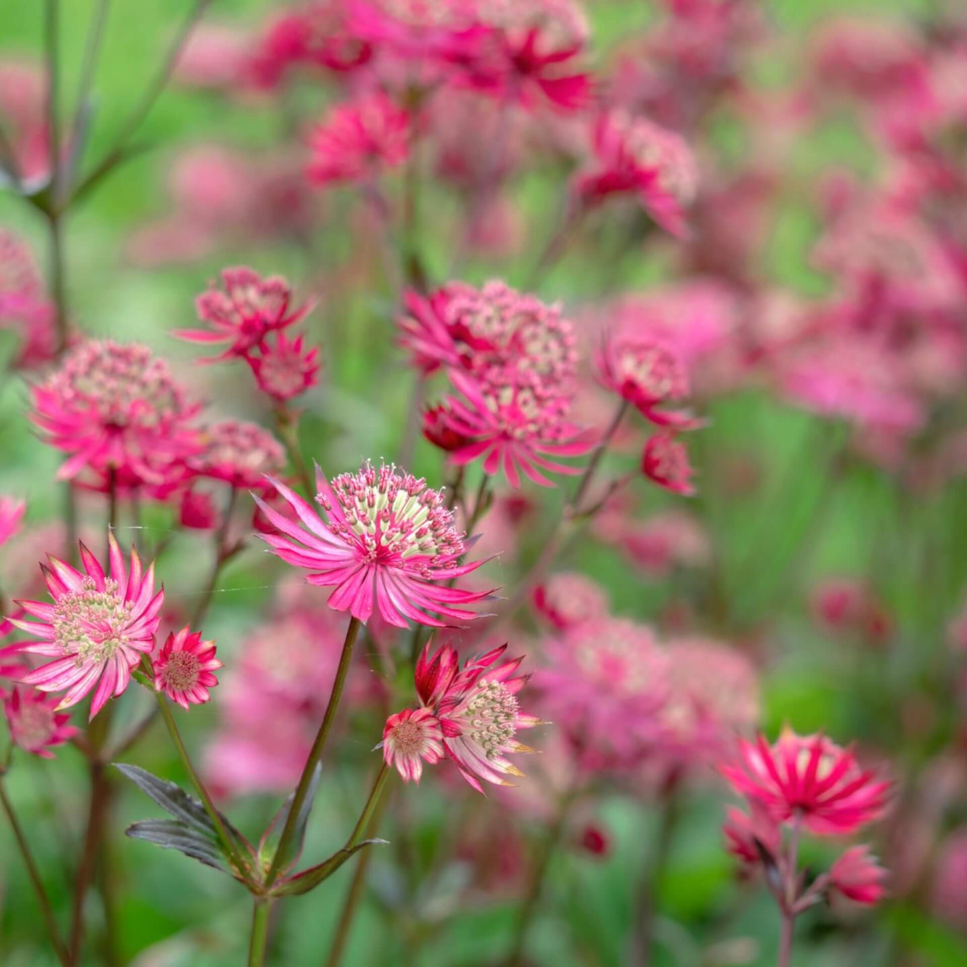 Sterndolde 'Ruby Star' (Astrantia major 'Ruby Star')