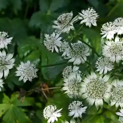 Foto von Sterndolde 'Alba' (Astrantia major 'Alba')