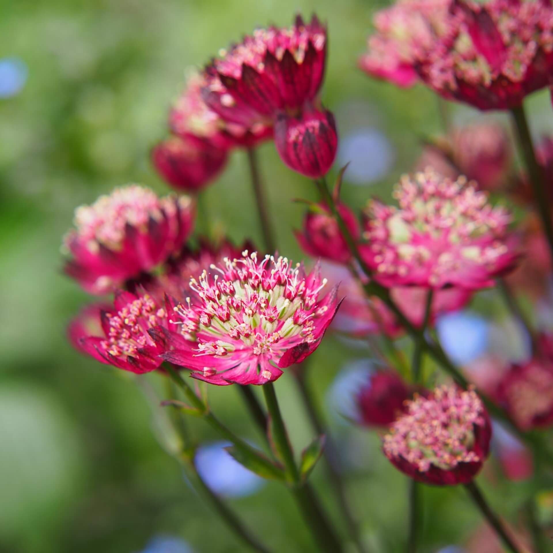 Sterndolde 'Moulin Rouge' (Astrantia major 'Moulin Rouge')