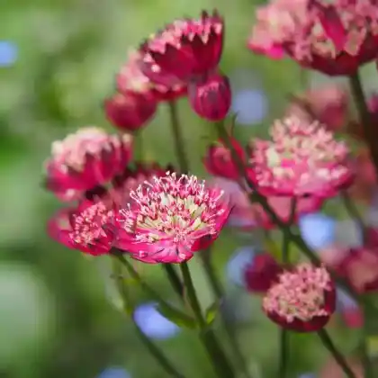 Foto von Sterndolde 'Moulin Rouge' (Astrantia major 'Moulin Rouge')