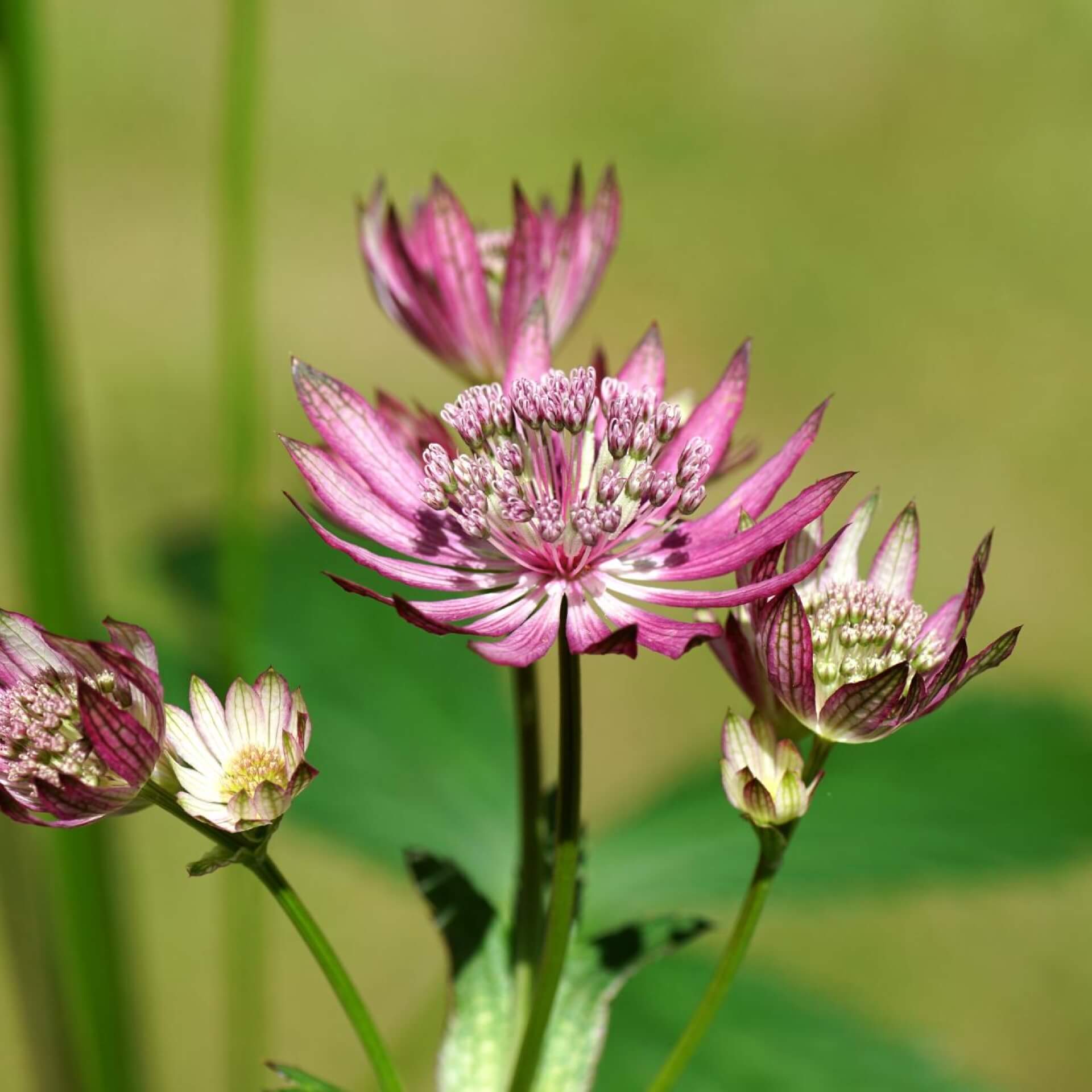 Sterndolde 'Primadonna' (Astrantia major 'Primadonna')