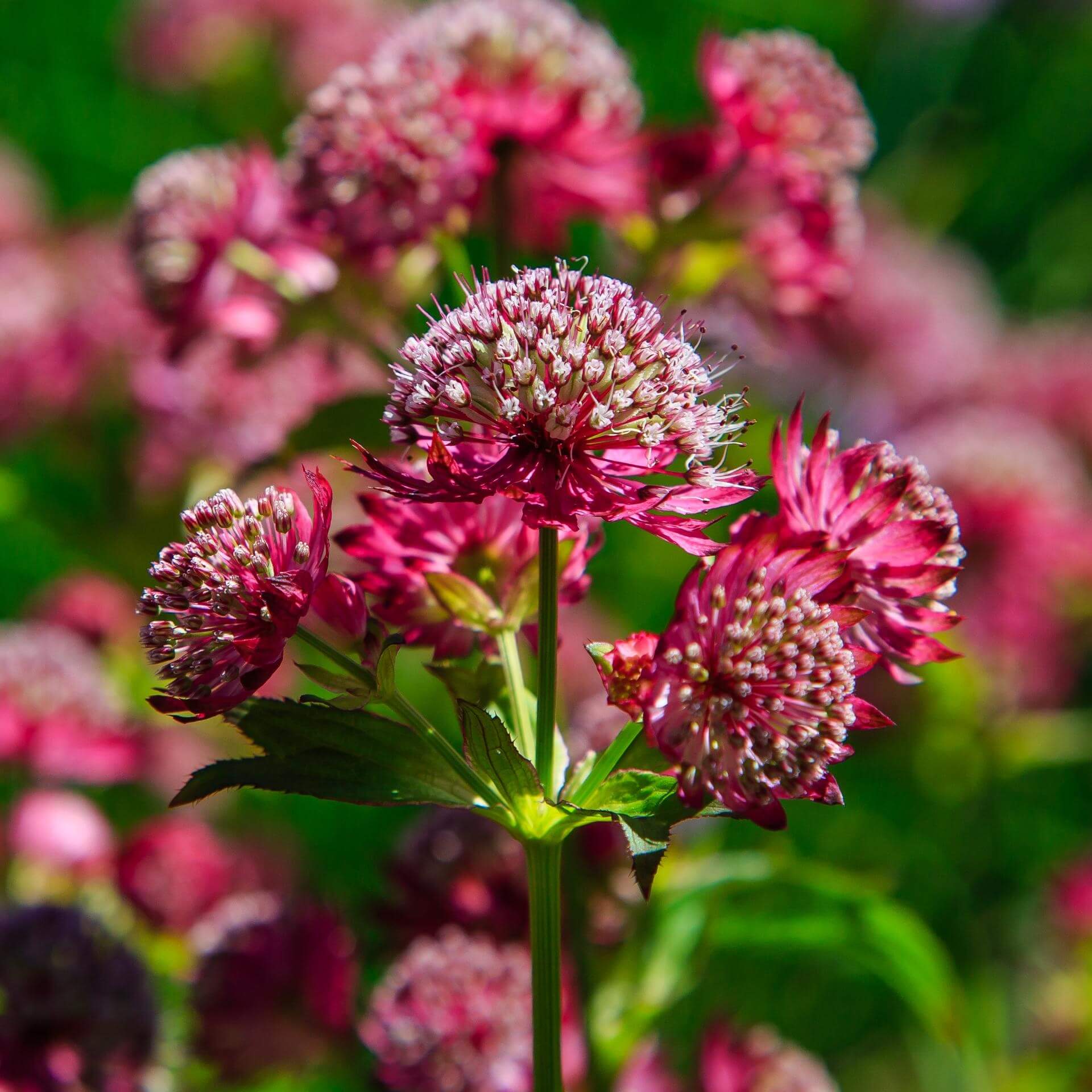 Sterndolde 'Lars' (Astrantia major 'Lars')