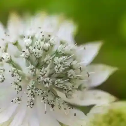 Foto von Sterndolde 'Snow Star' (Astrantia major 'Snow Star')