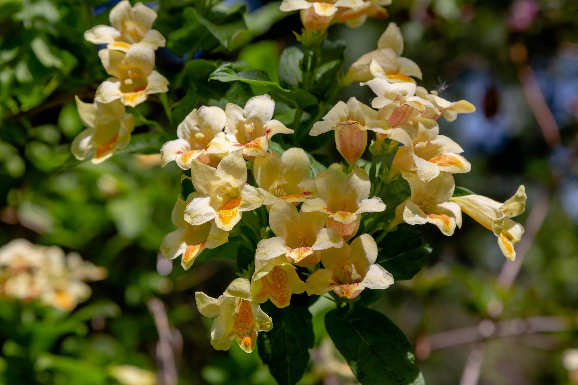 GoldWeigelie / Weigela middendorffiana