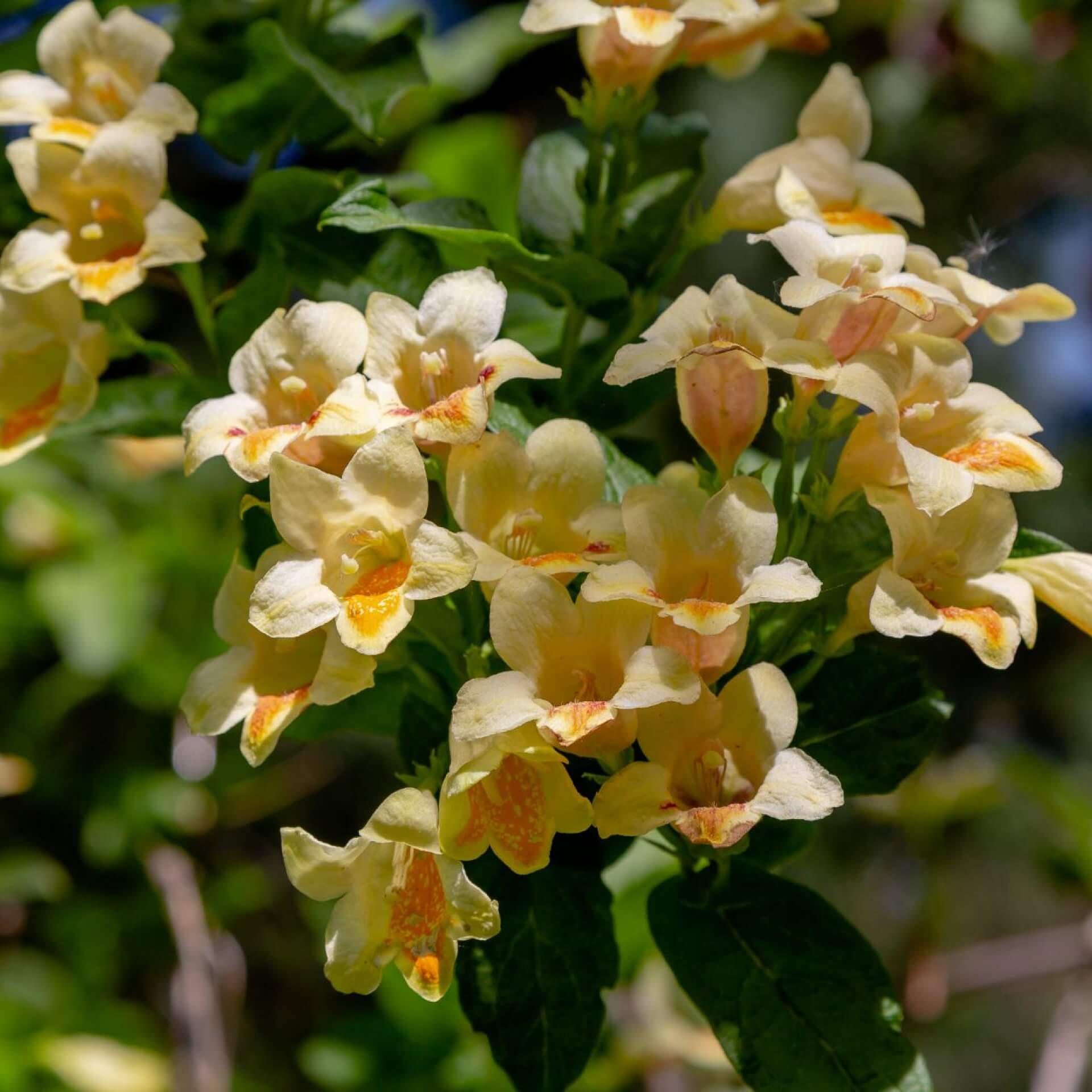 Gold-Weigelie (Weigela middendorffiana)