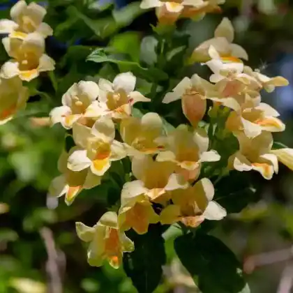 Foto von Gold-Weigelie (Weigela middendorffiana)