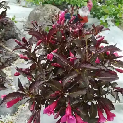Foto von Liebliche Weigelie 'Alexandra' (Weigela florida 'Alexandra')